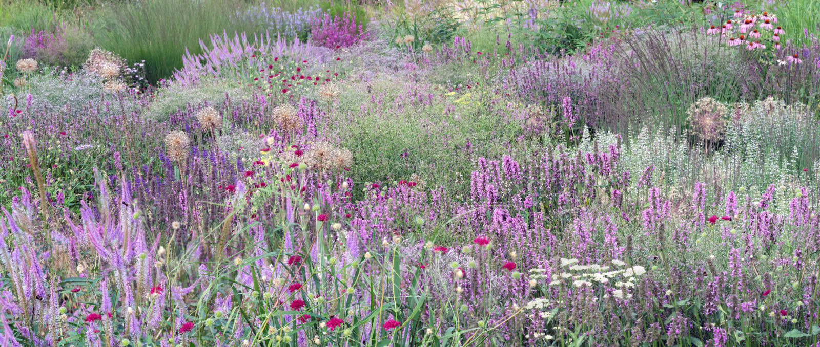 Sandra Kantanen, Meadow 9 with Bees, 2025