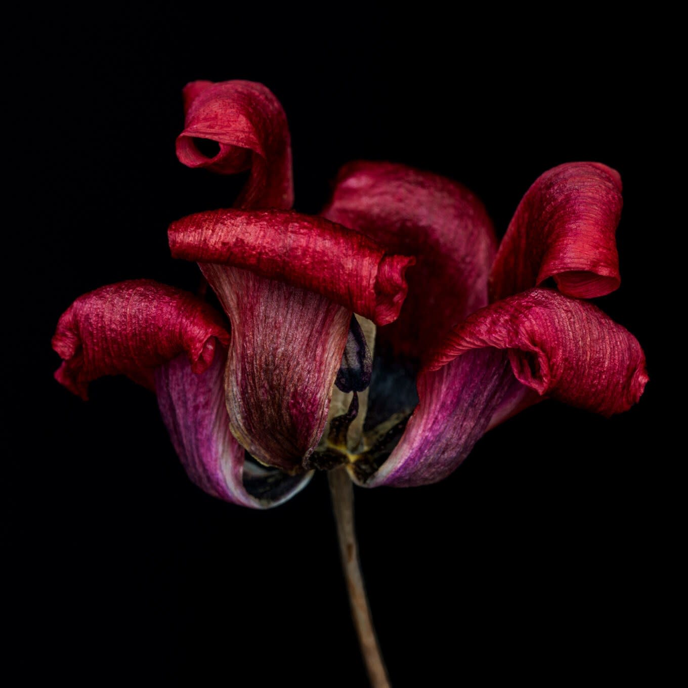 Kathrin Linkersdorff, Wabi-sabi I/1 Königsberger Tulip, 2015