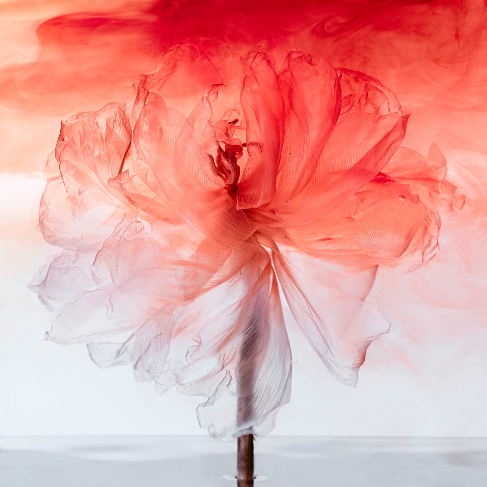 Kathrin Linkersdorff, From the series Fairies, VI/13, 2025