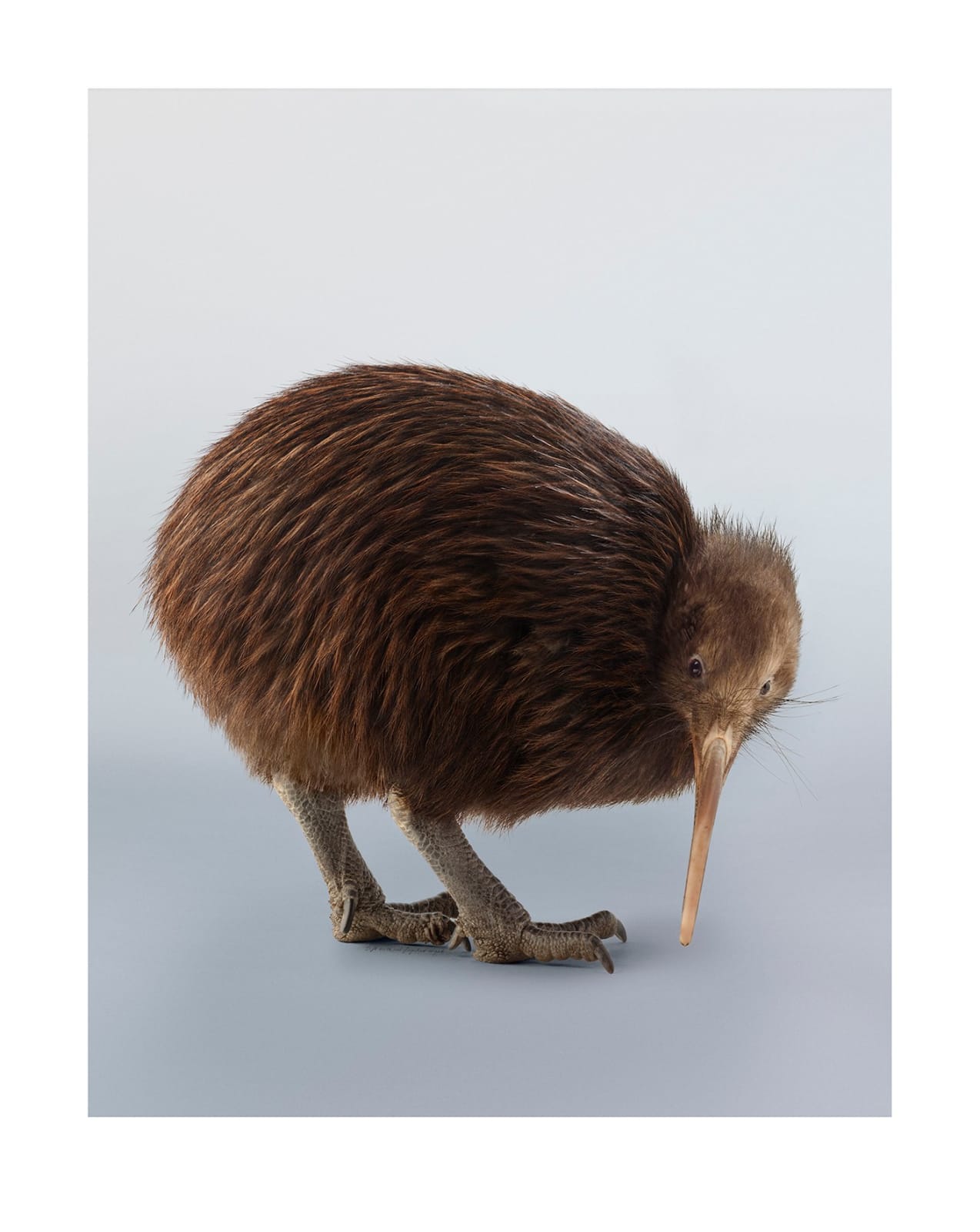Leila Jeffreys, From the series Memory of the world, Kiwi , 2025