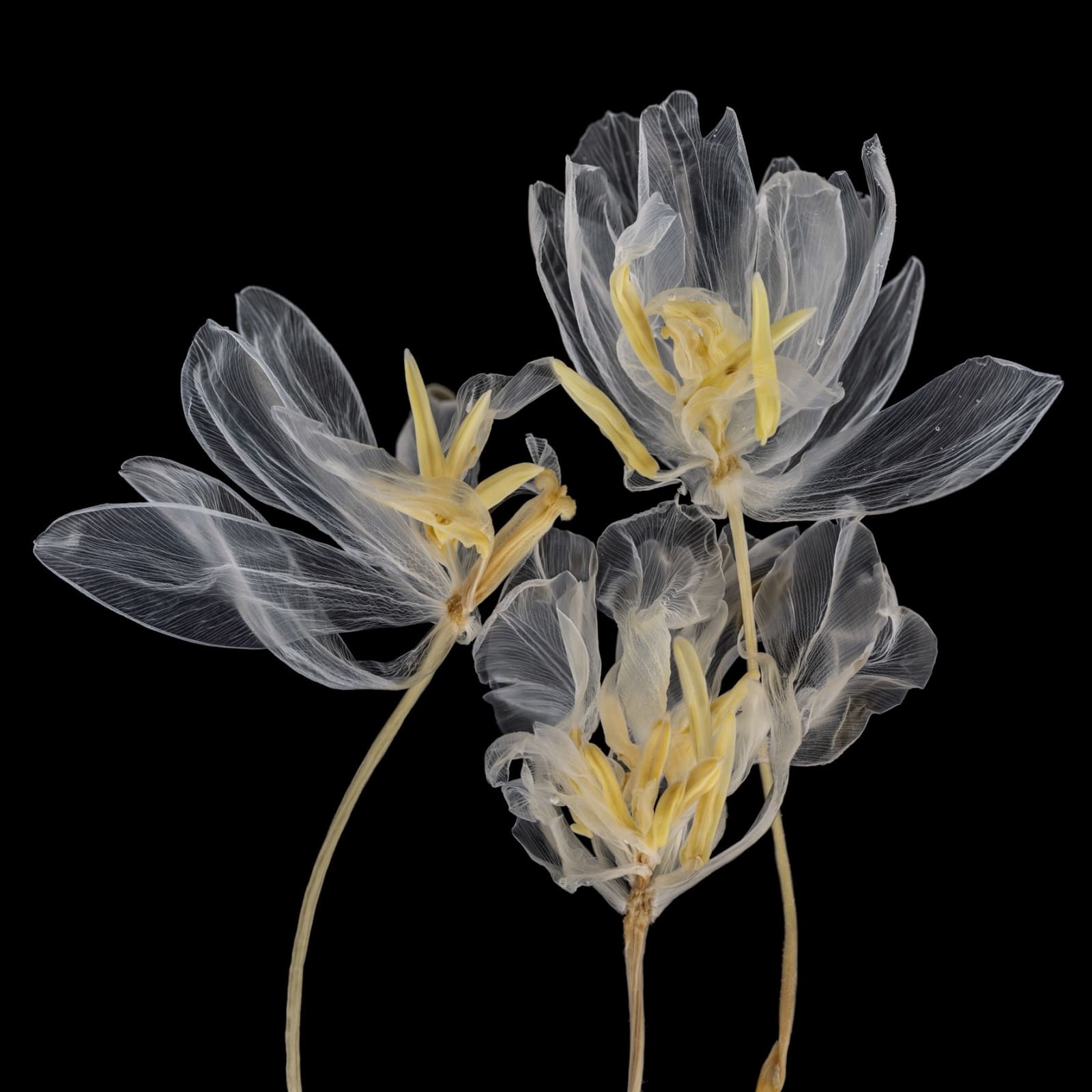 Kathrin Linkersdorff, From the series Fairies, I/3, 2020