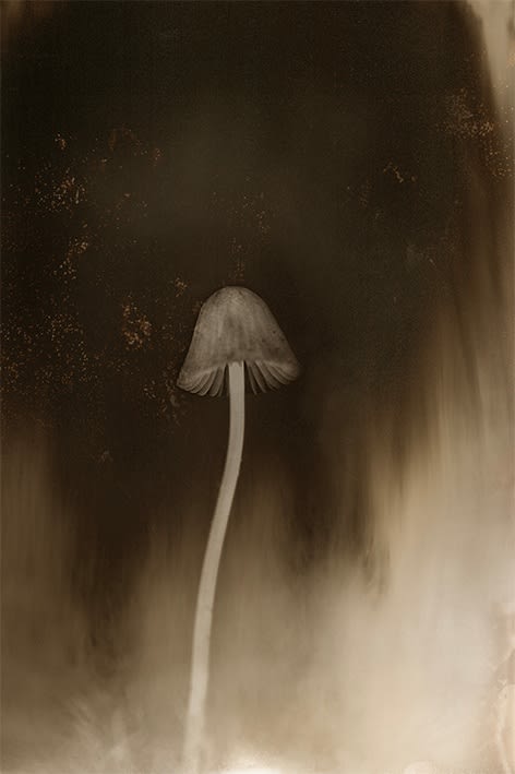 Anaïs Tondeur, Coprinopsis atramentari, Exclusion Zone, Chernobyl, Radiation level: 1.7 Microsieverts, From the series Chernobyl Herbarium, 2011 – ongoing
