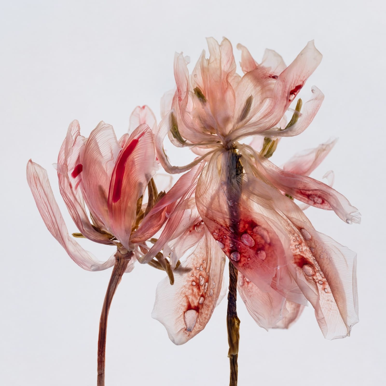Kathrin Linkersdorff, From the series Fairies, II/5 , 2020