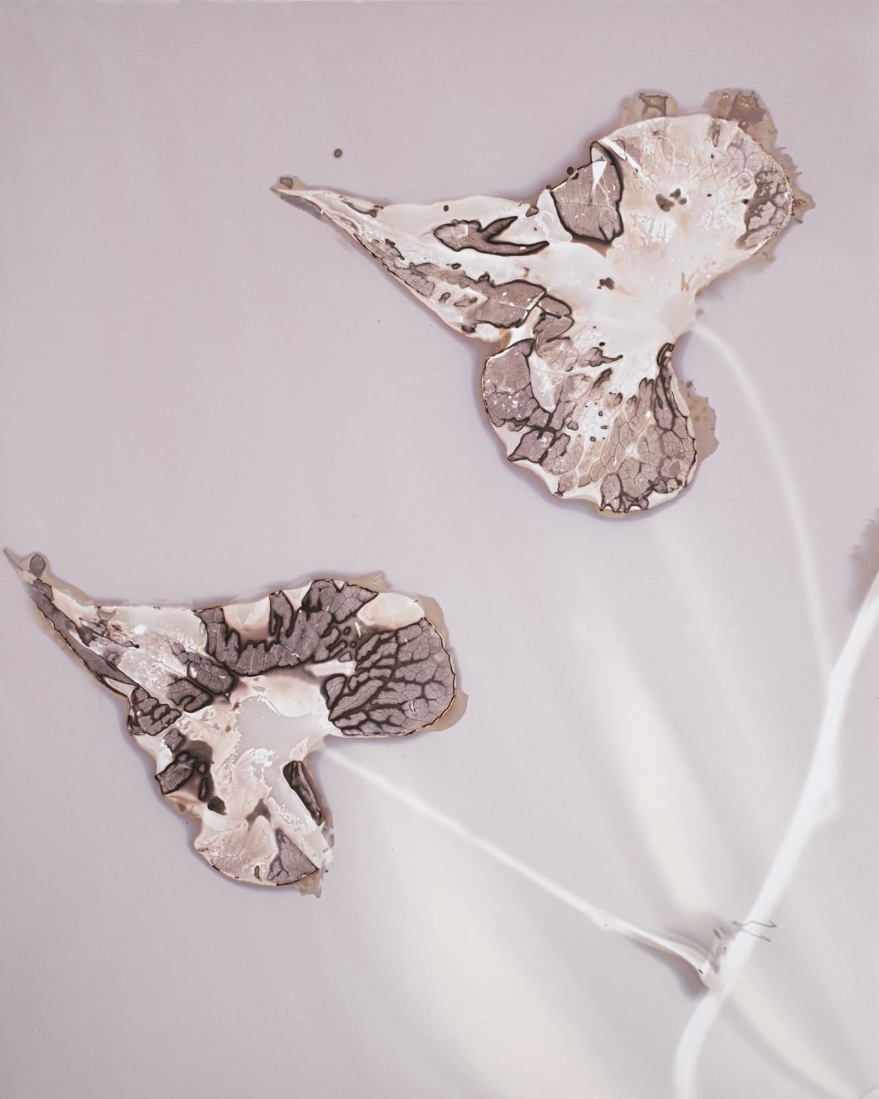 Anaïs Tondeur, Morning Glory II, Ipomoea nil, Vesuvio , 2024