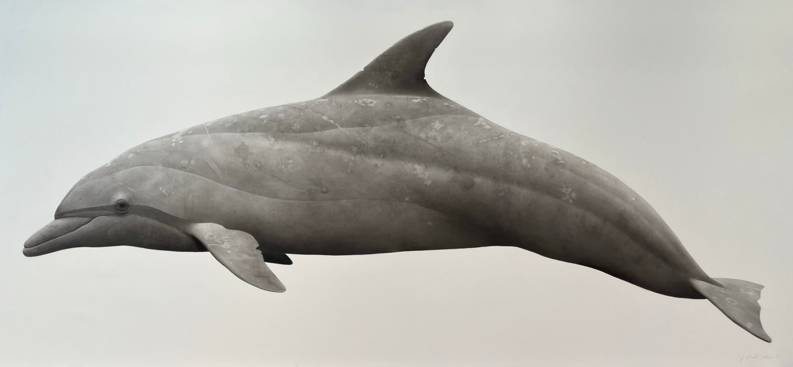 Jonathan Delafield Cook, Dolphin, 2025