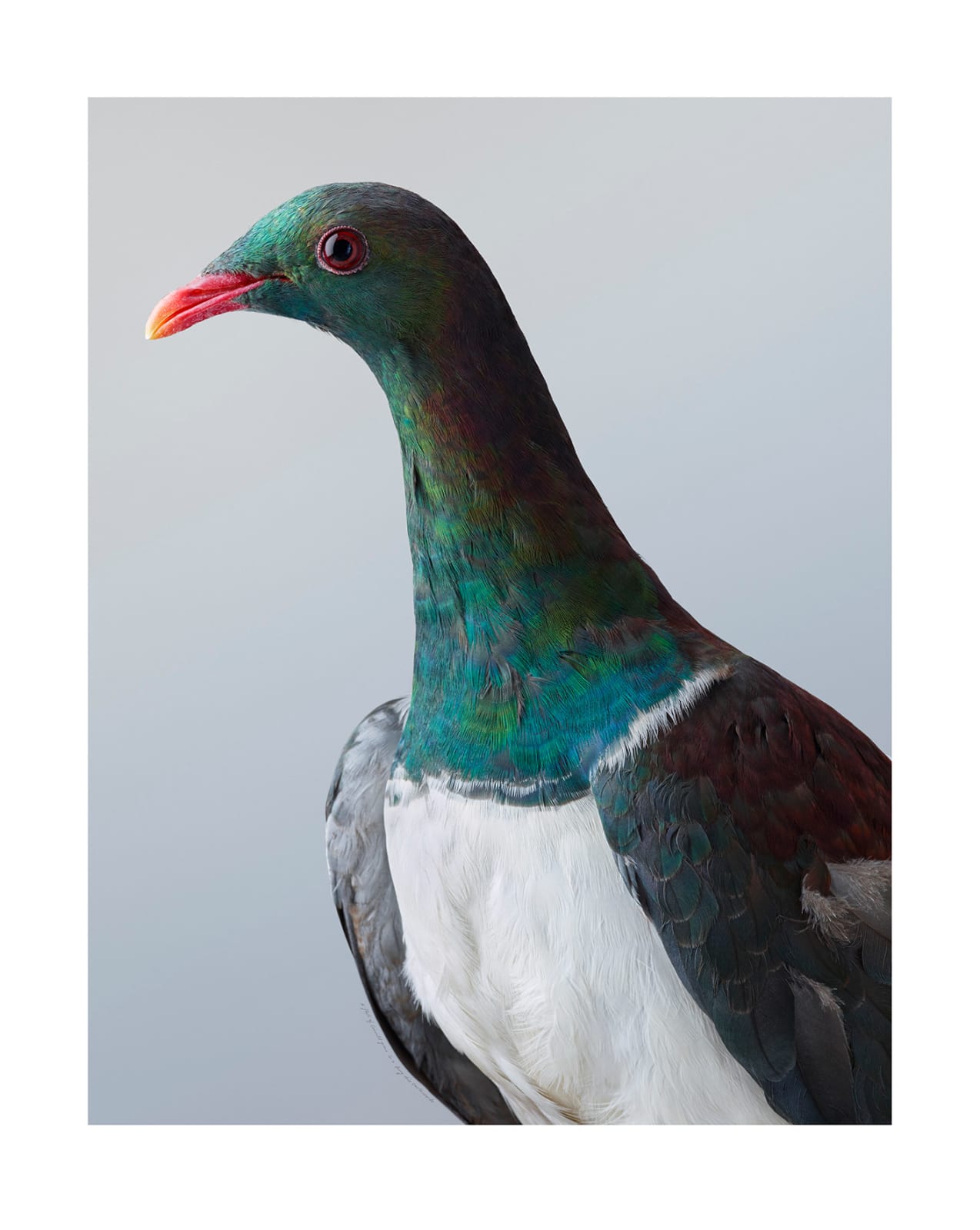 Leila Jeffreys, From the series Memory of the world, Kererū no.2, 2025