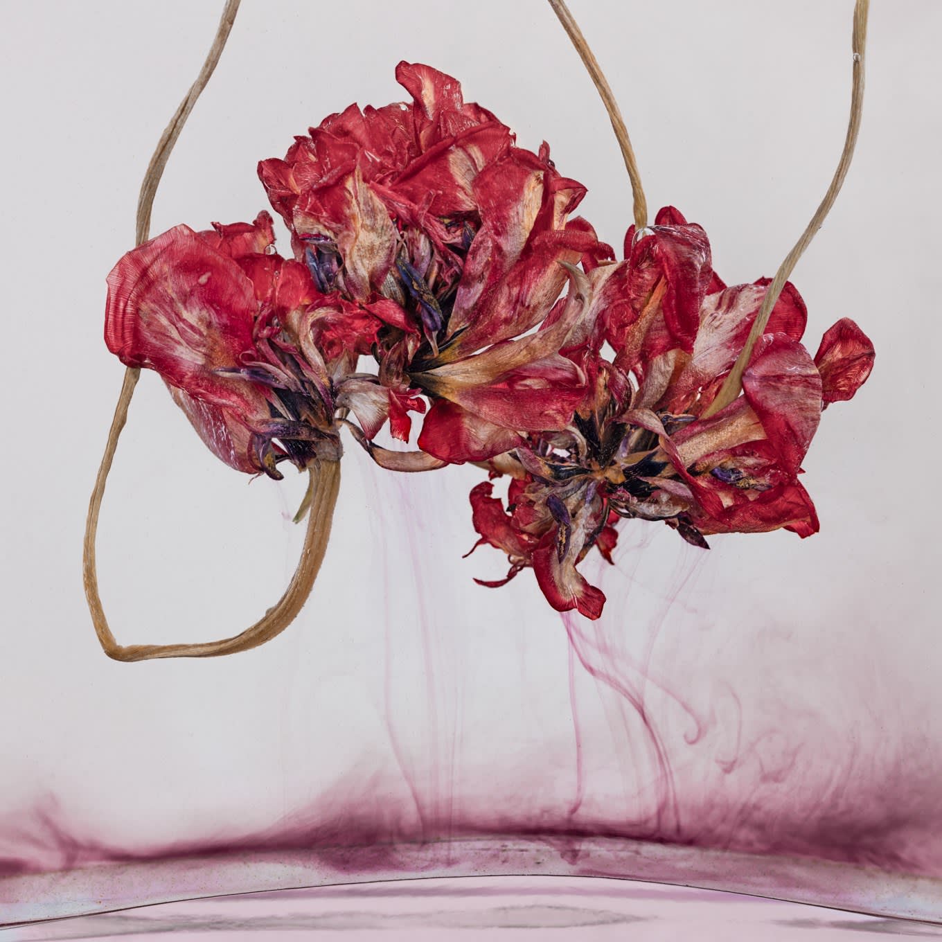 Kathrin Linkersdorff, Florizenzen 4, 2019