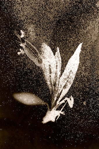 Anaïs Tondeur, Byrsonima lucida, Exclusion Zone, Chernobyl, Radiation level: 1.7 Microsieverts, From the series Chernobyl Herbarium, 2011 – ongoing