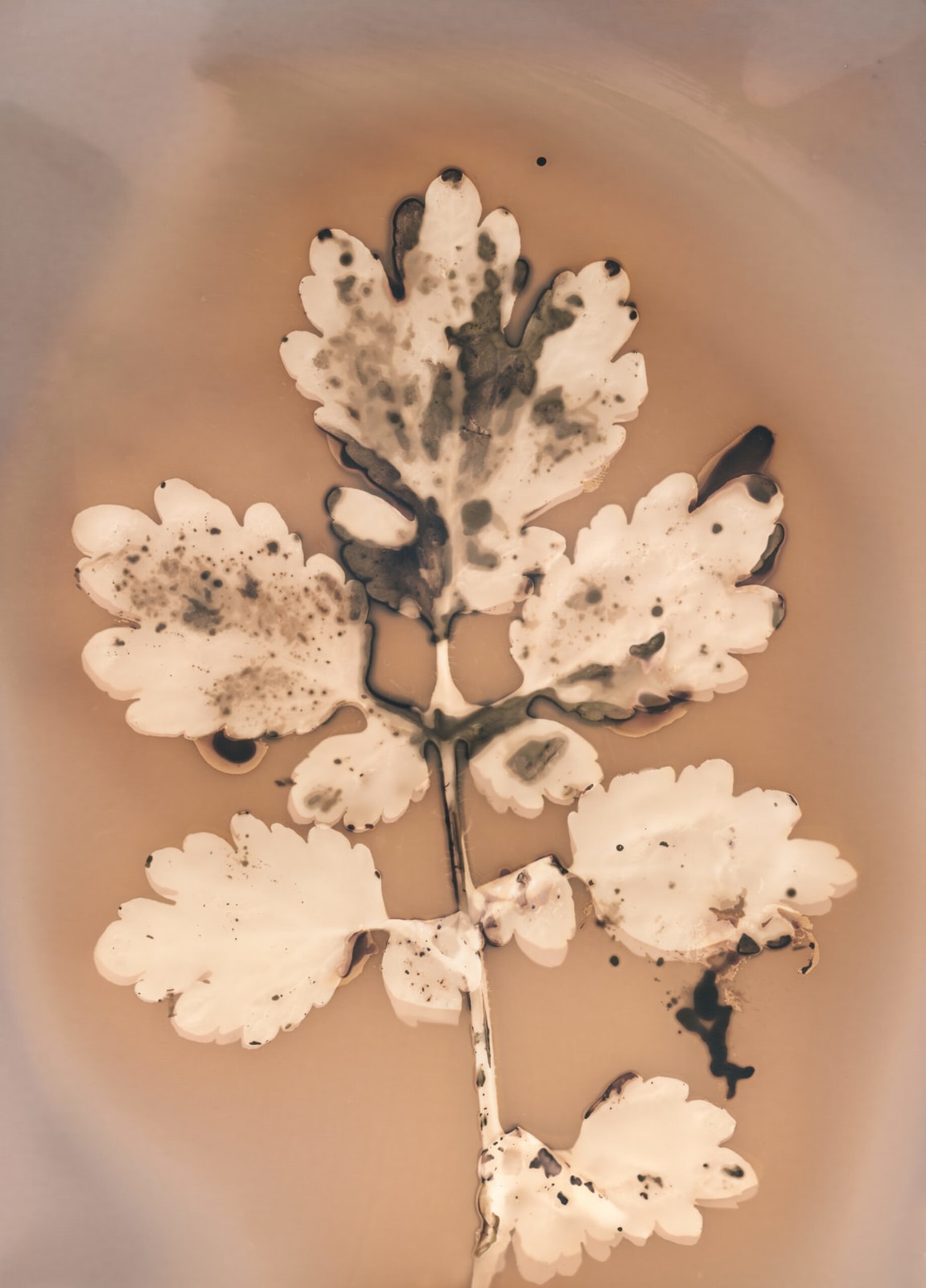 Anaïs Tondeur, Chelidonium majus Canale dei Regi Lagni, Acerra, 2024