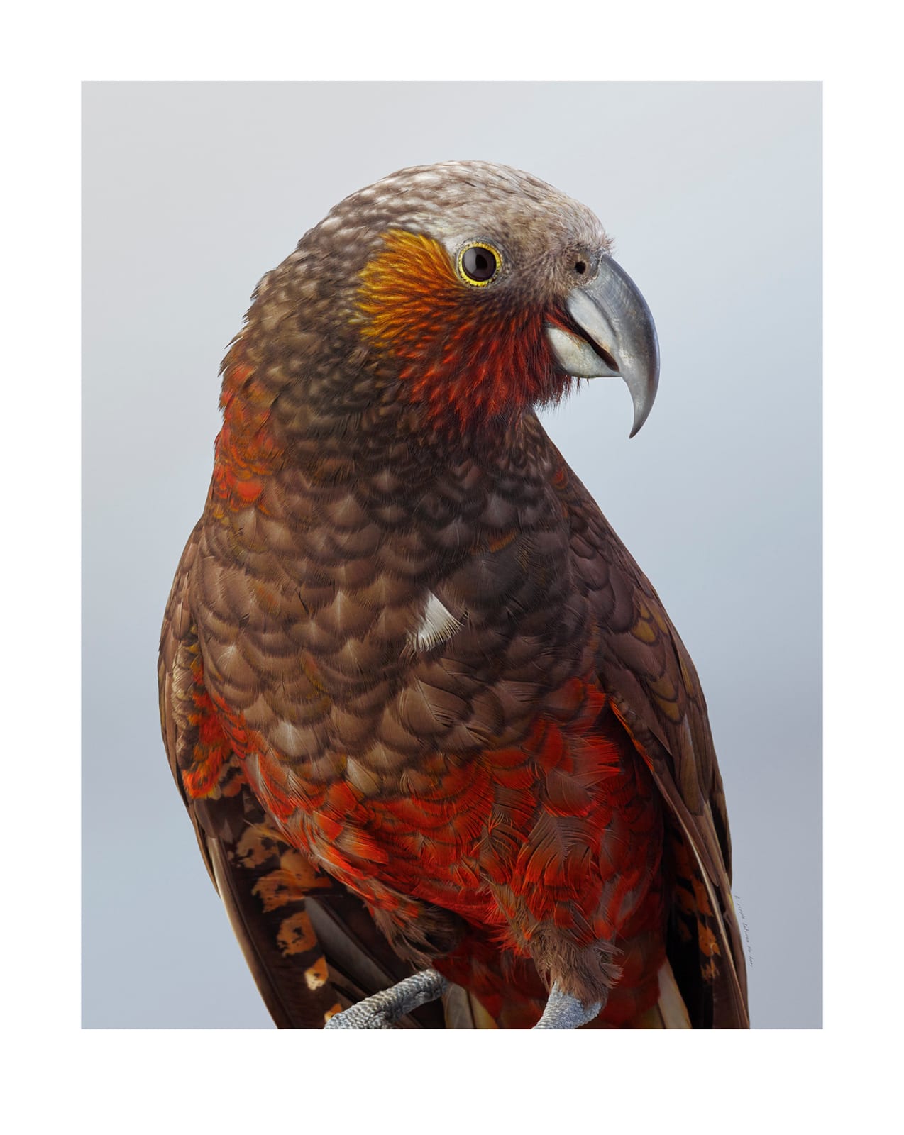 Leila Jeffreys, Kākā, 2025
