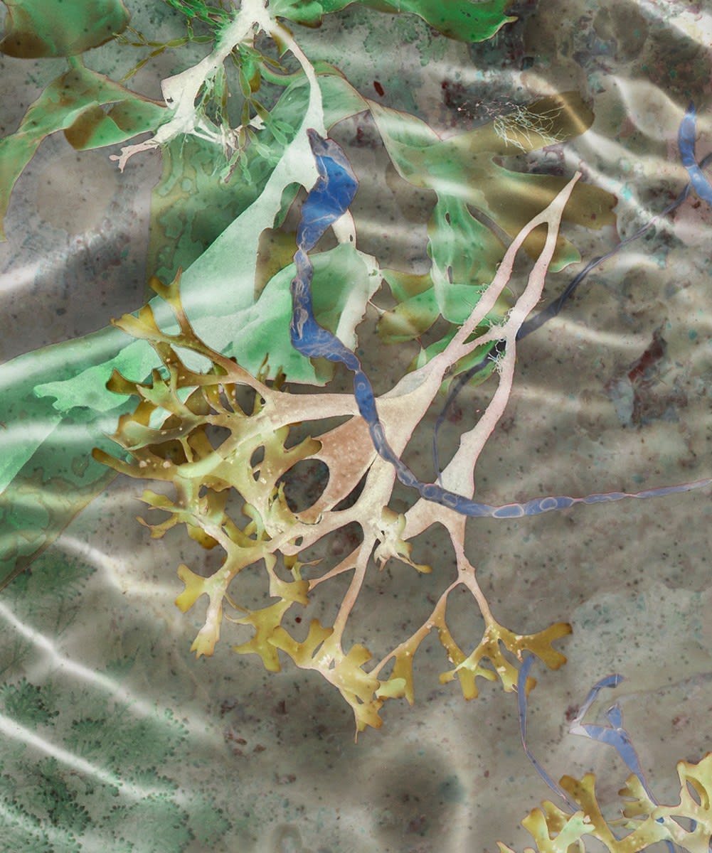 Susan Derges, Ocean Flowers 9, 2019