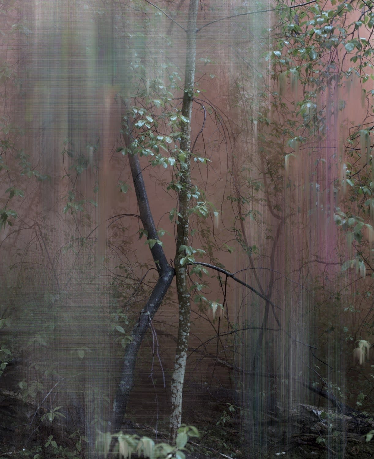 Sandra Kantanen, Forest 5, 2017