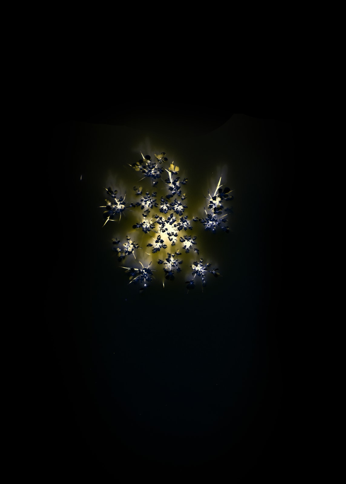 Anaïs Tondeur, Apiaceae, Le trèfle, l'abeille, 2024