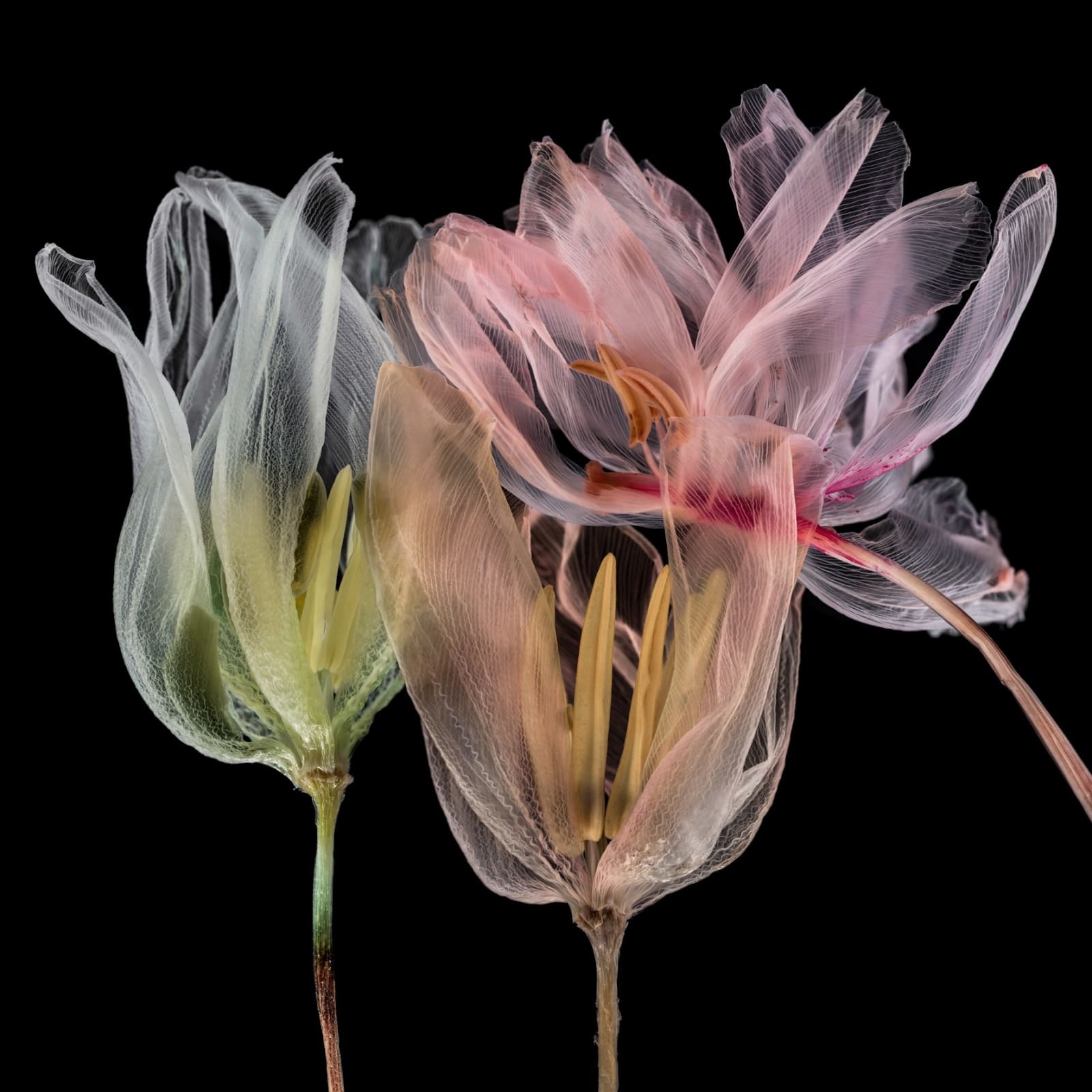 Kathrin Linkersdorff, From the series Fairies, I/2, 2020