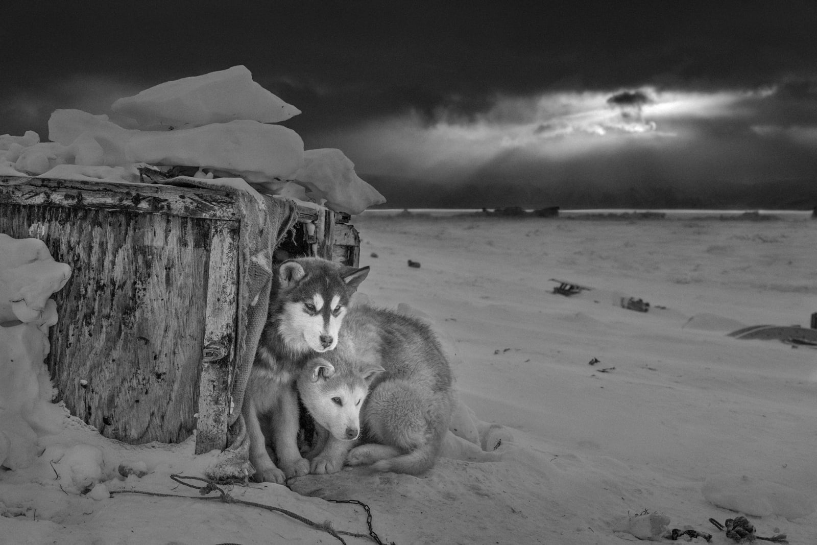 Ragnar Axelsson, Sled Dogs, Thule, Greenland, 2019