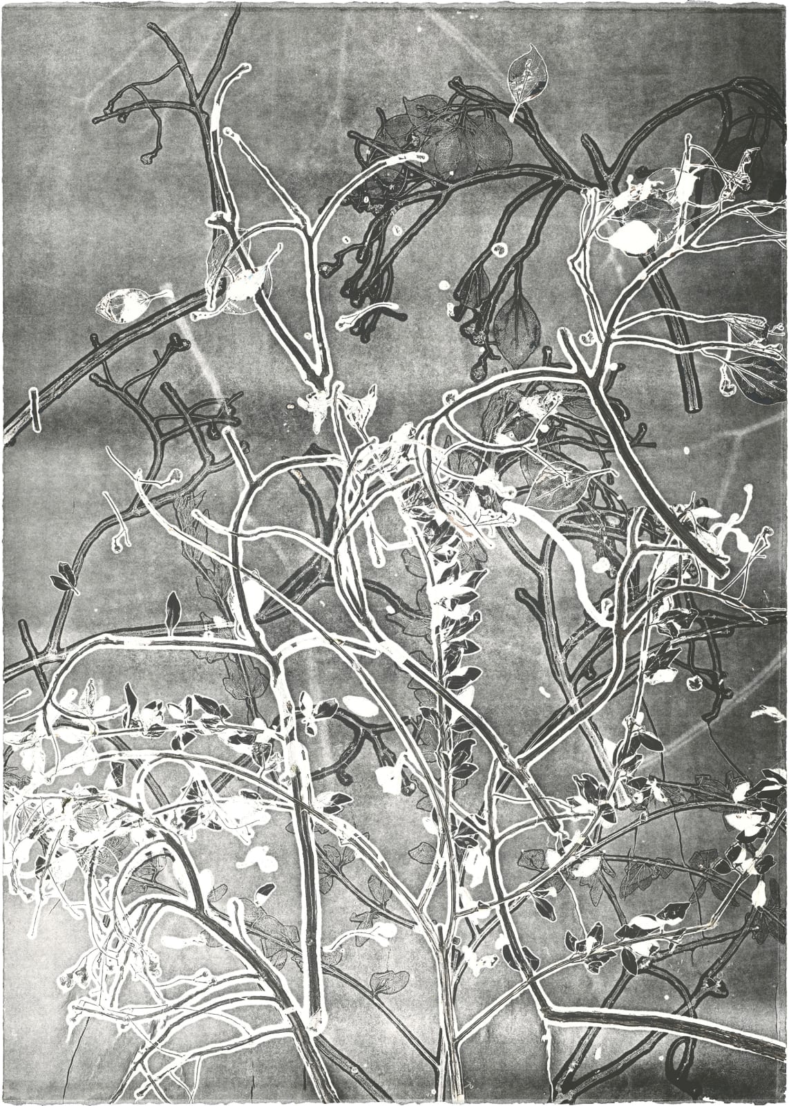 Zhenchen Liu, PANACEA (灵丹妙药) 242, 2021