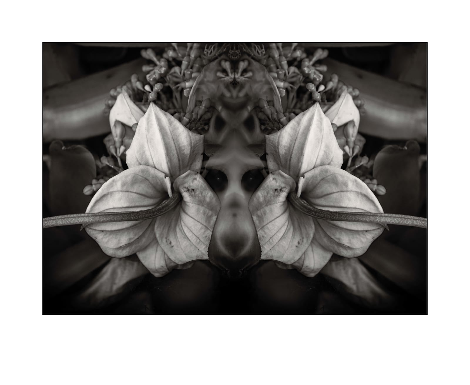 Amanda LuYm, Monkey Skull, 2022