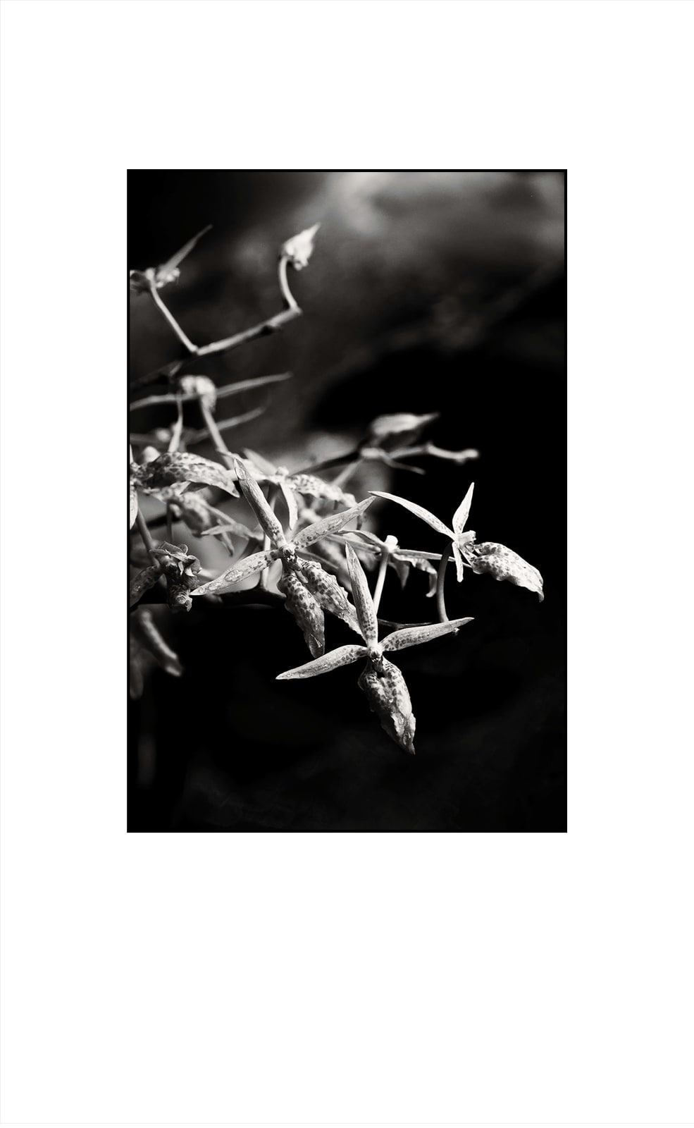 Amanda LuYm, X Wings, 2022