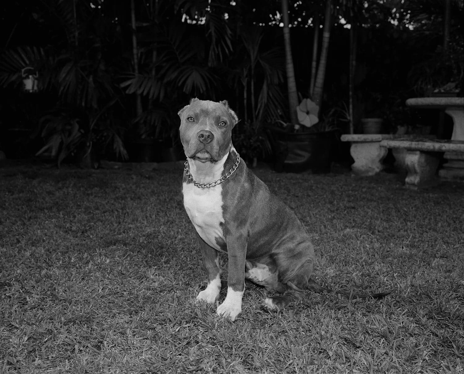 Tony Chirinos, Diesel, 2004