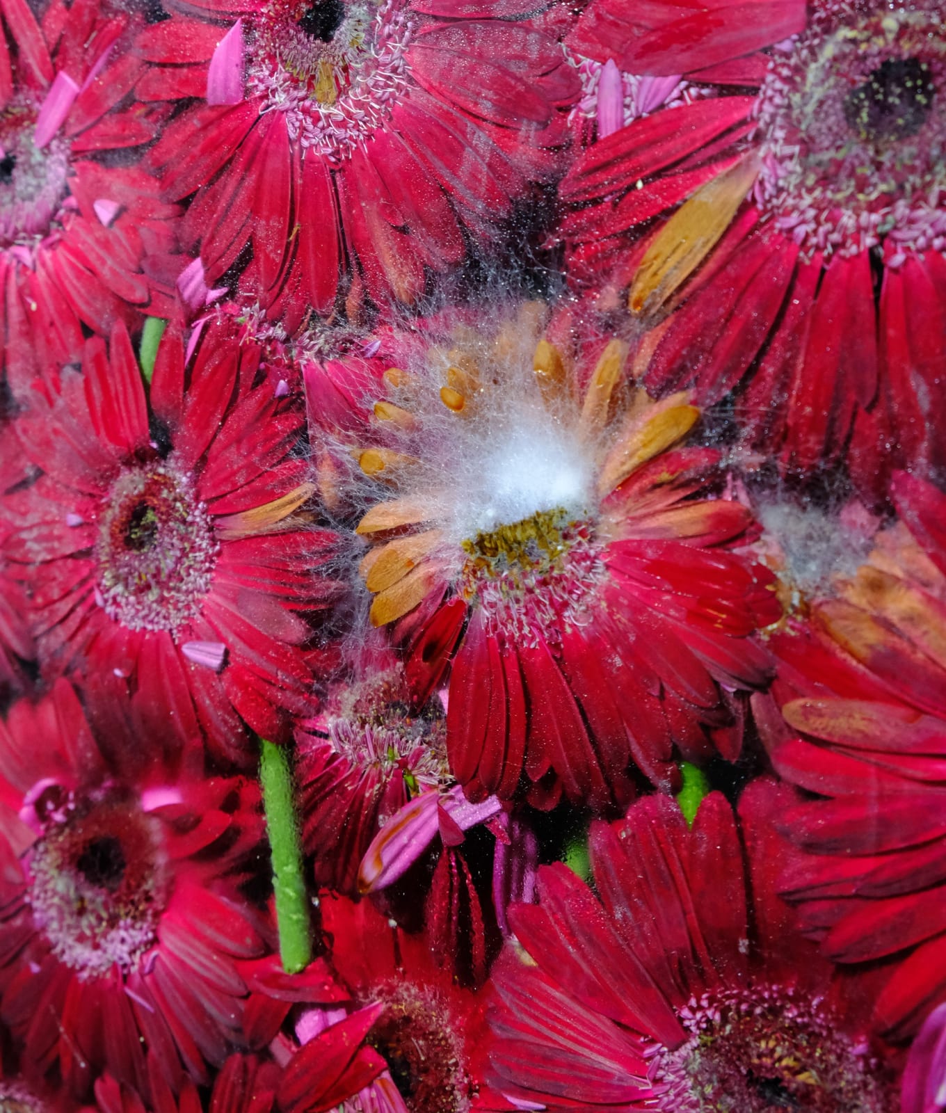 Anya Gallaccio, From Darkness, Dreams're Deserted, 2003