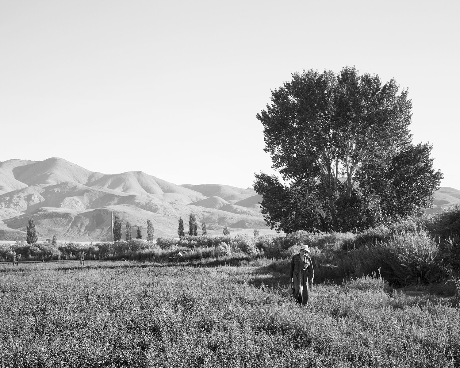 Sam Contis, August Landscape, 2013
