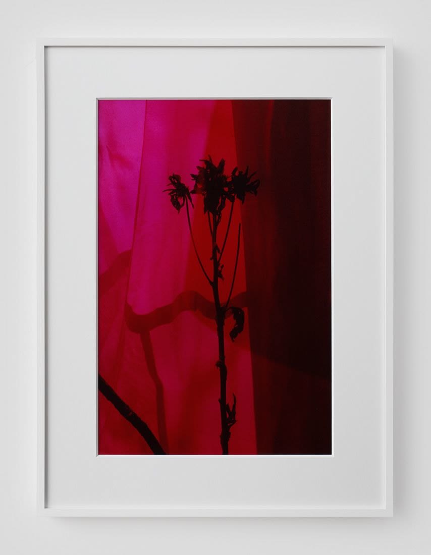 Josh Brand, Flower and Curtain, 2015