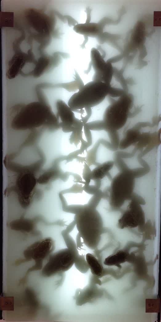 Dora Budor, Kata Doksa, 2014