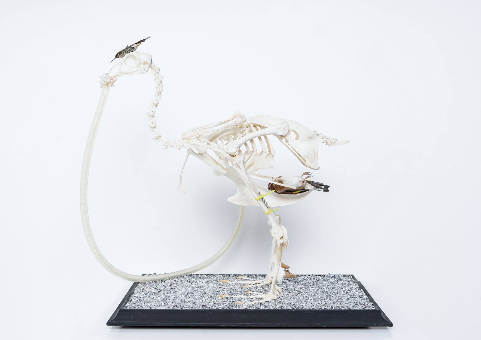 Ted Noten, Bird