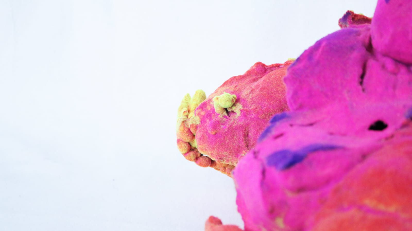 Pedro Matias, Dendrogyra Cylindru Coralia