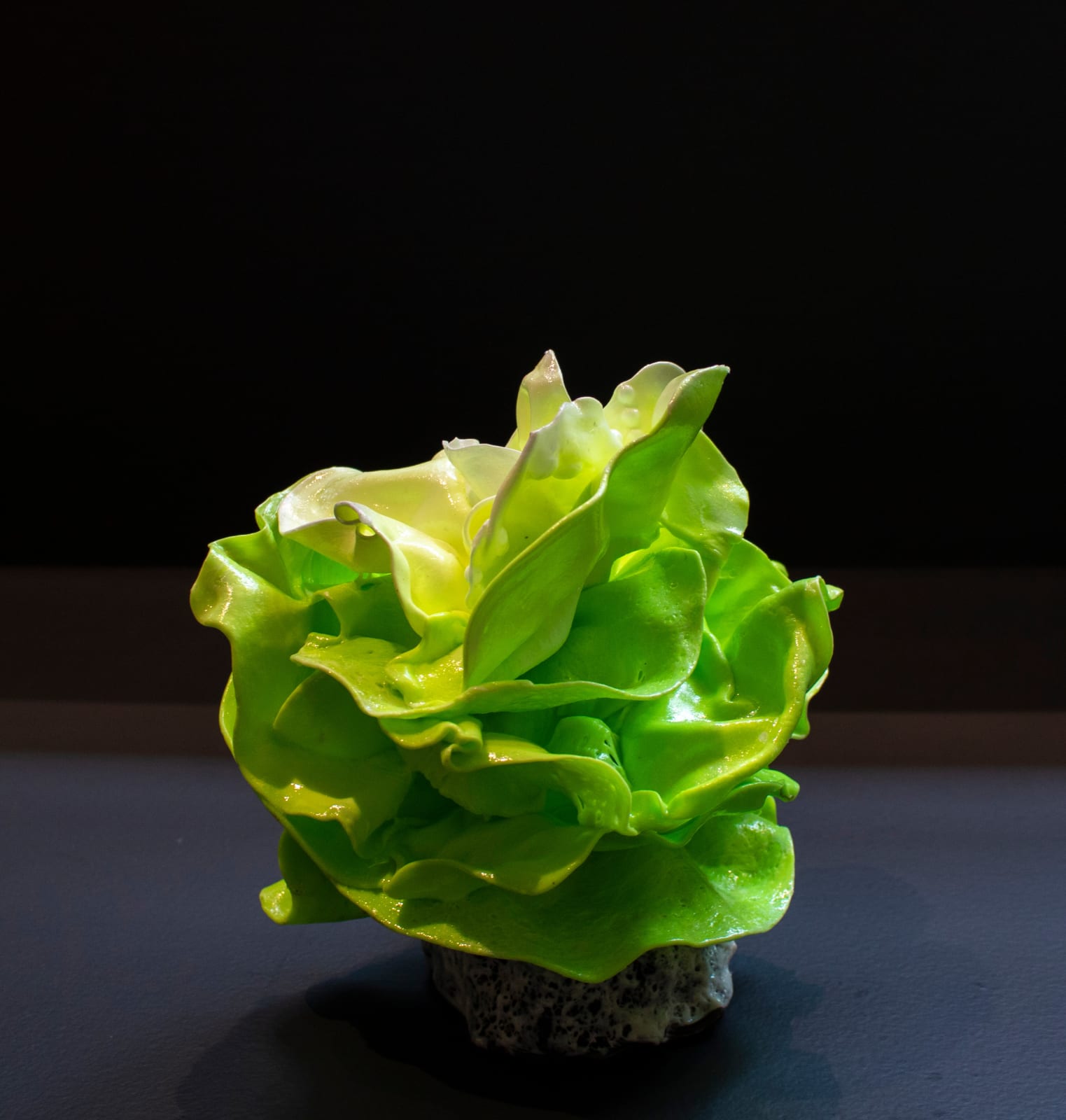 Stefan Gross, EDITIONS - Mini Salad, 2020