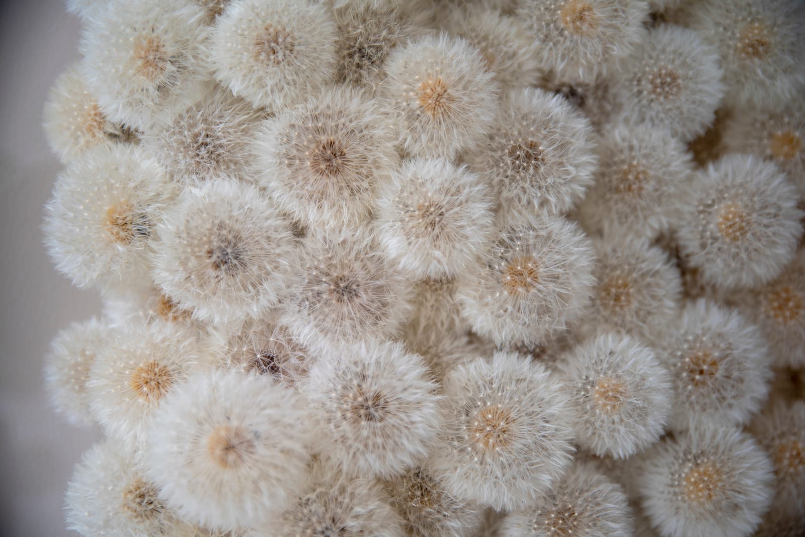 Hilde Trip, Wish Full