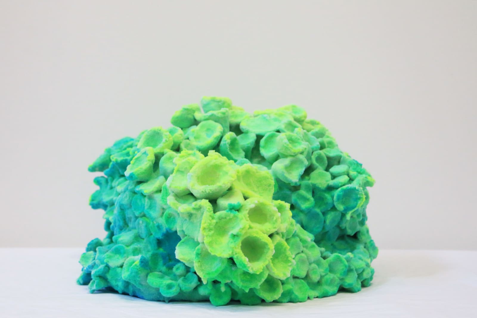 Pedro Matias, Scleractinia Callicle