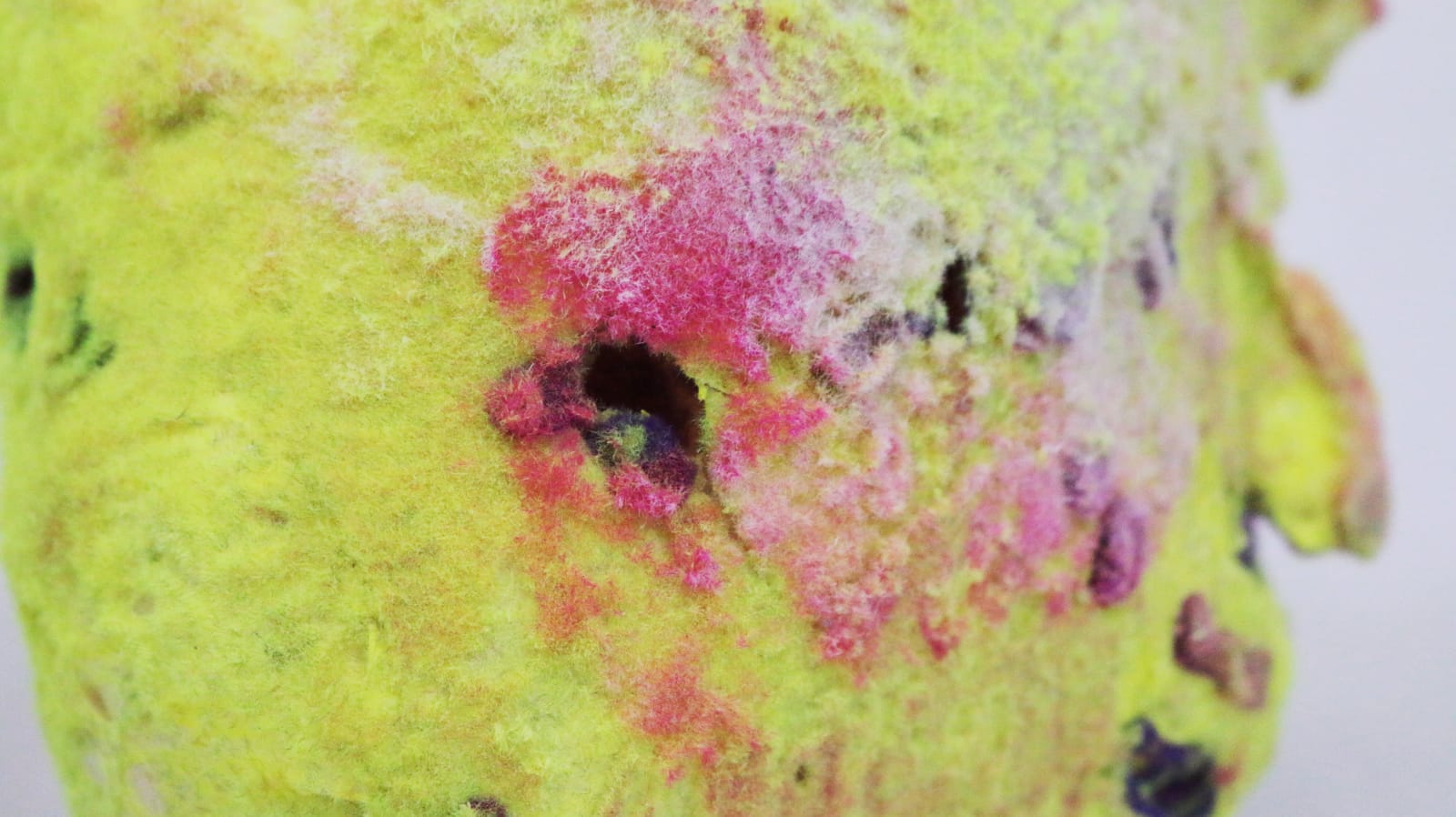 Pedro Matias, Lophelia Pertusa Coralia