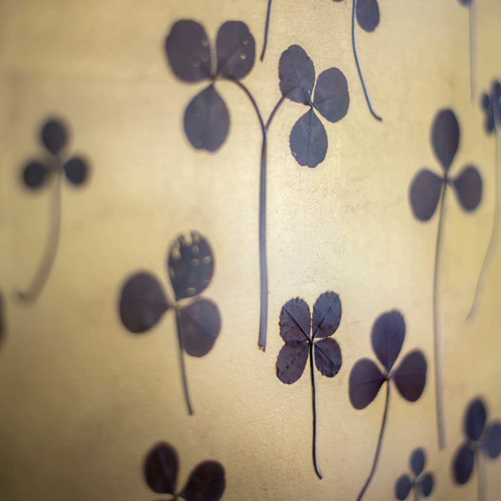 Hilde Trip, Find your luck