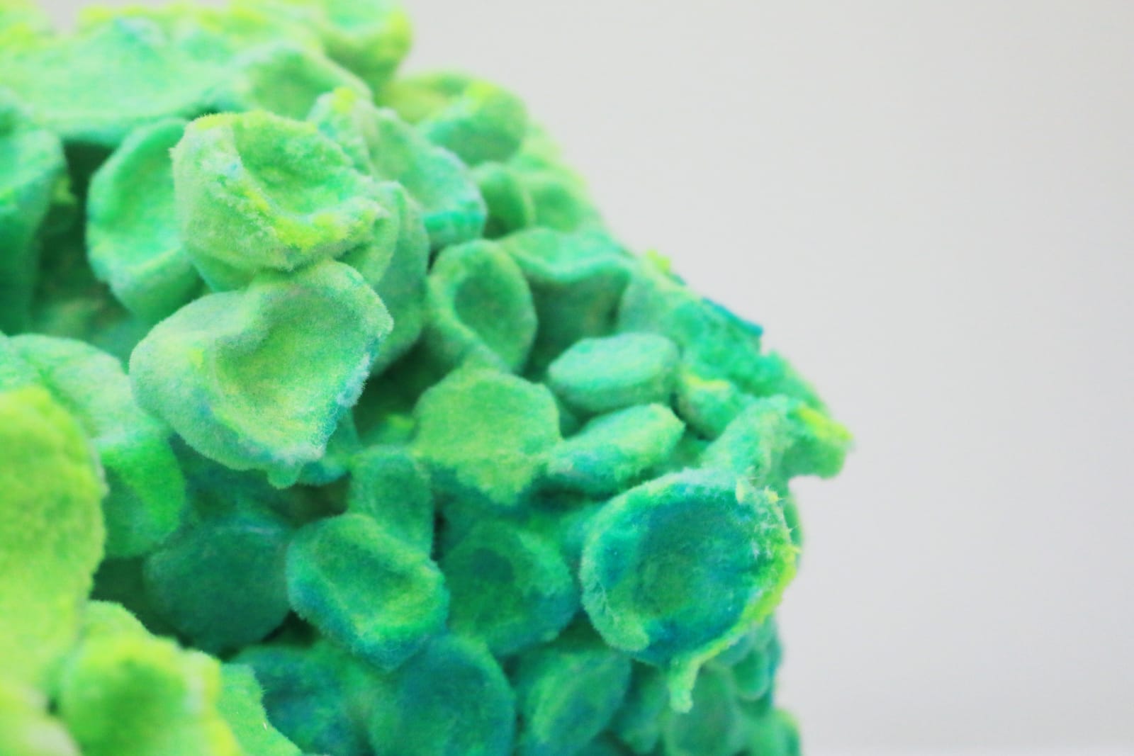 Pedro Matias, Scleractinia Callicle