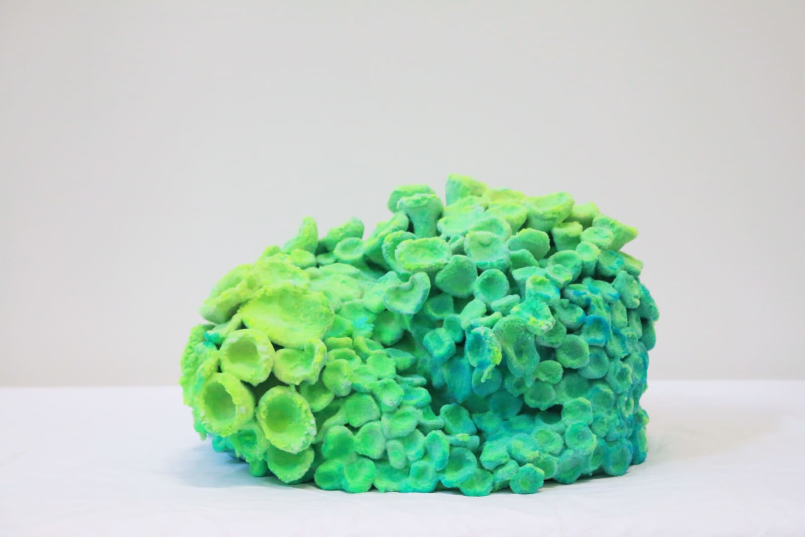 Pedro Matias, Scleractinia Callicle