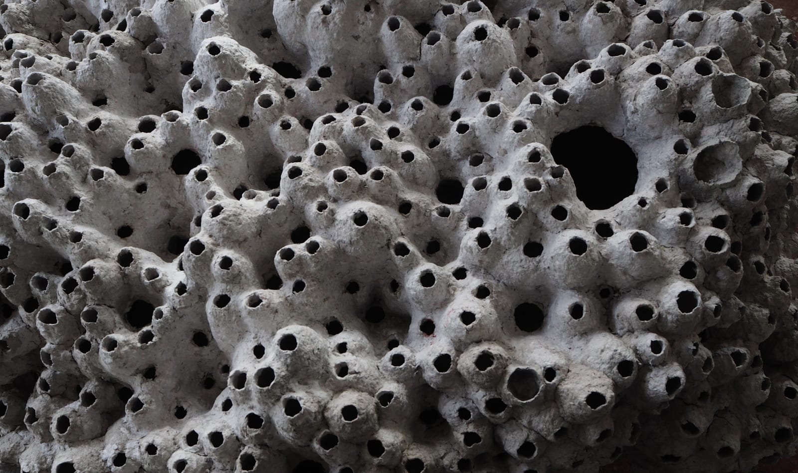 Frits Achten, Barnacles