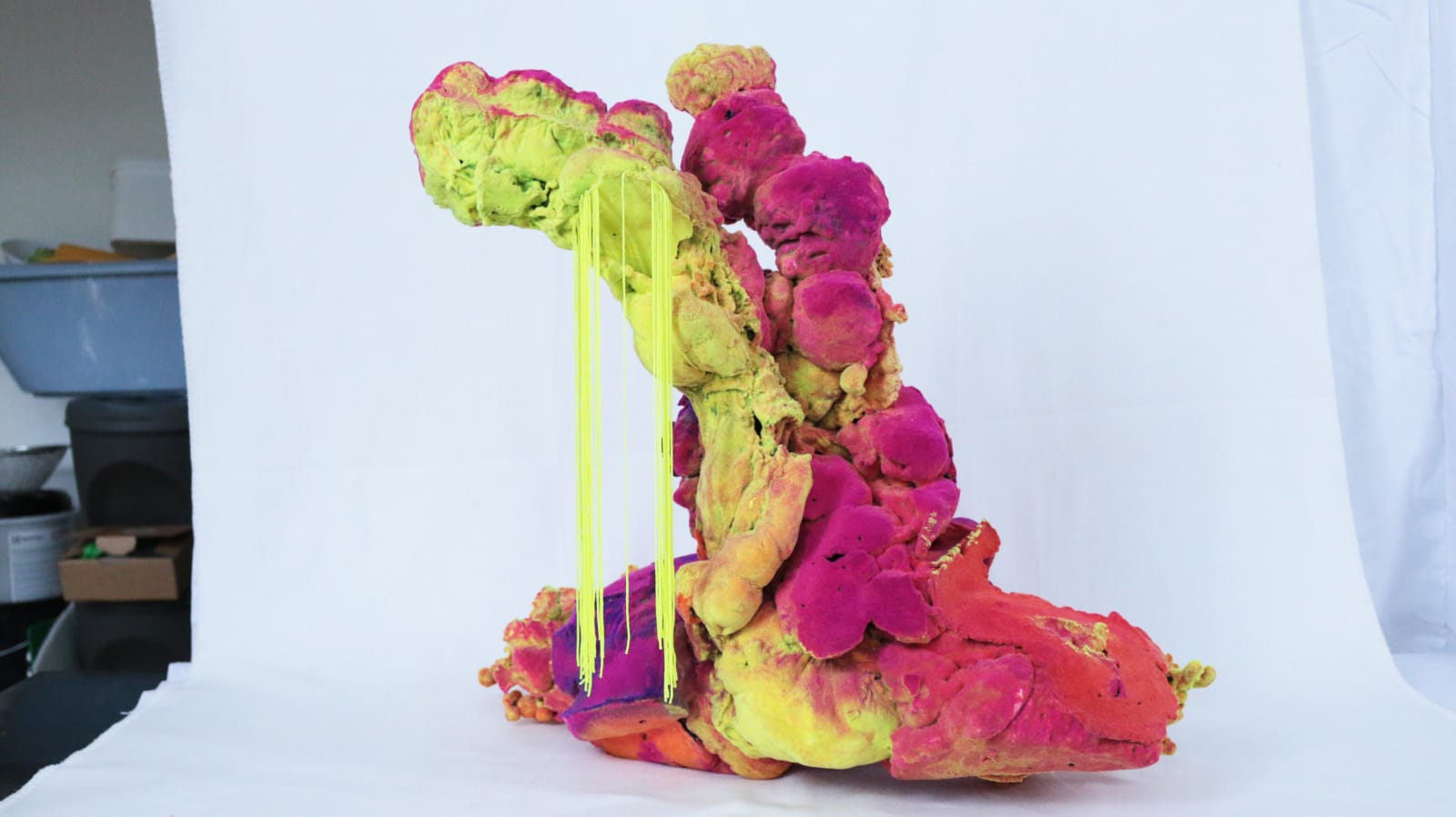 Pedro Matias, Dendrogyra Cylindru Coralia