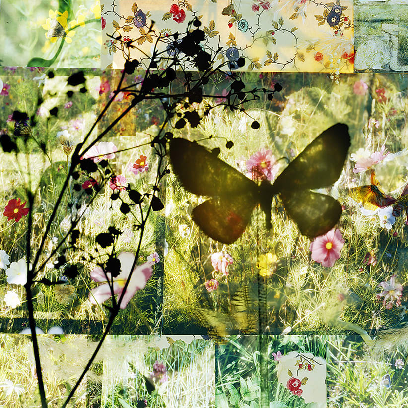 Thomas Zika, Butterflies - I saved an Admiral's life - 15