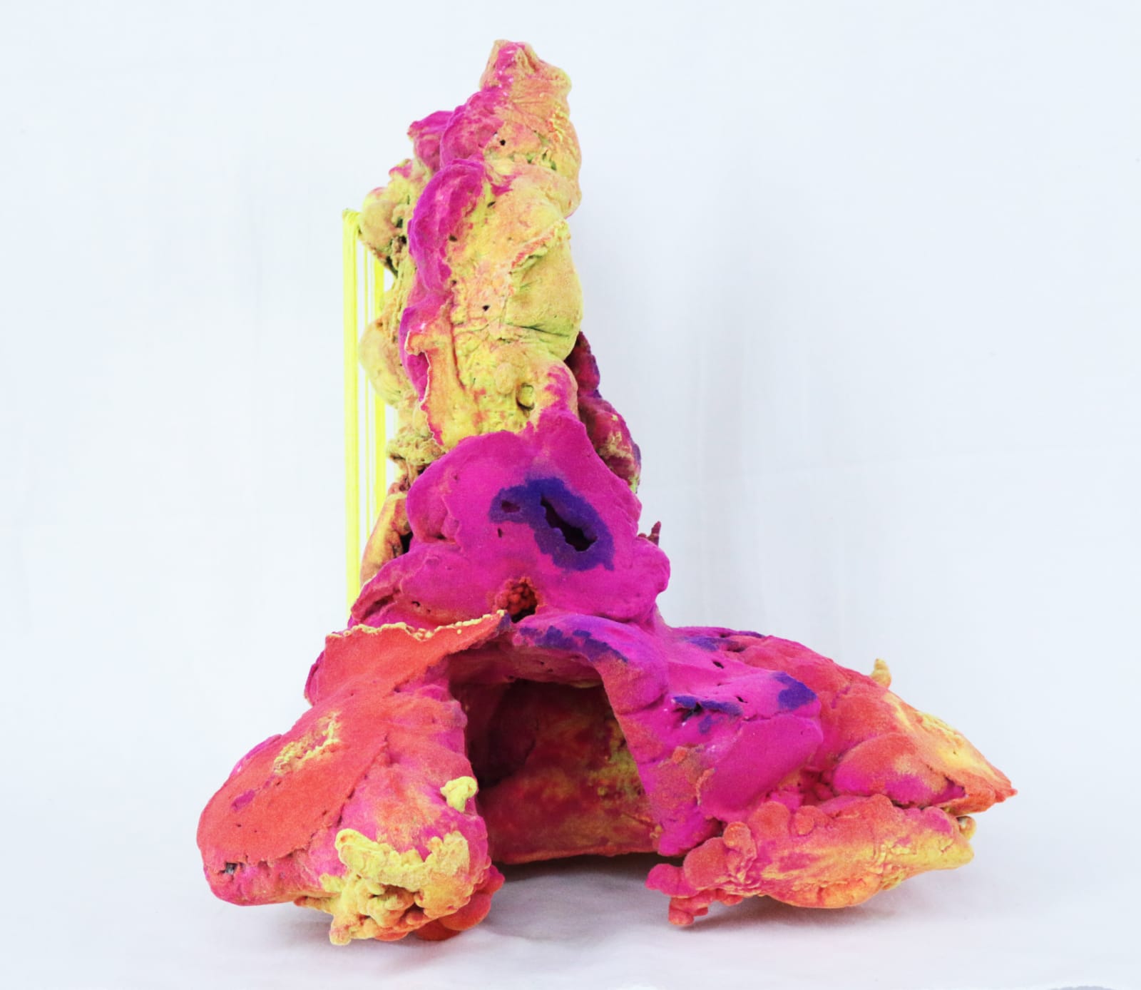 Pedro Matias, Dendrogyra Cylindru Coralia