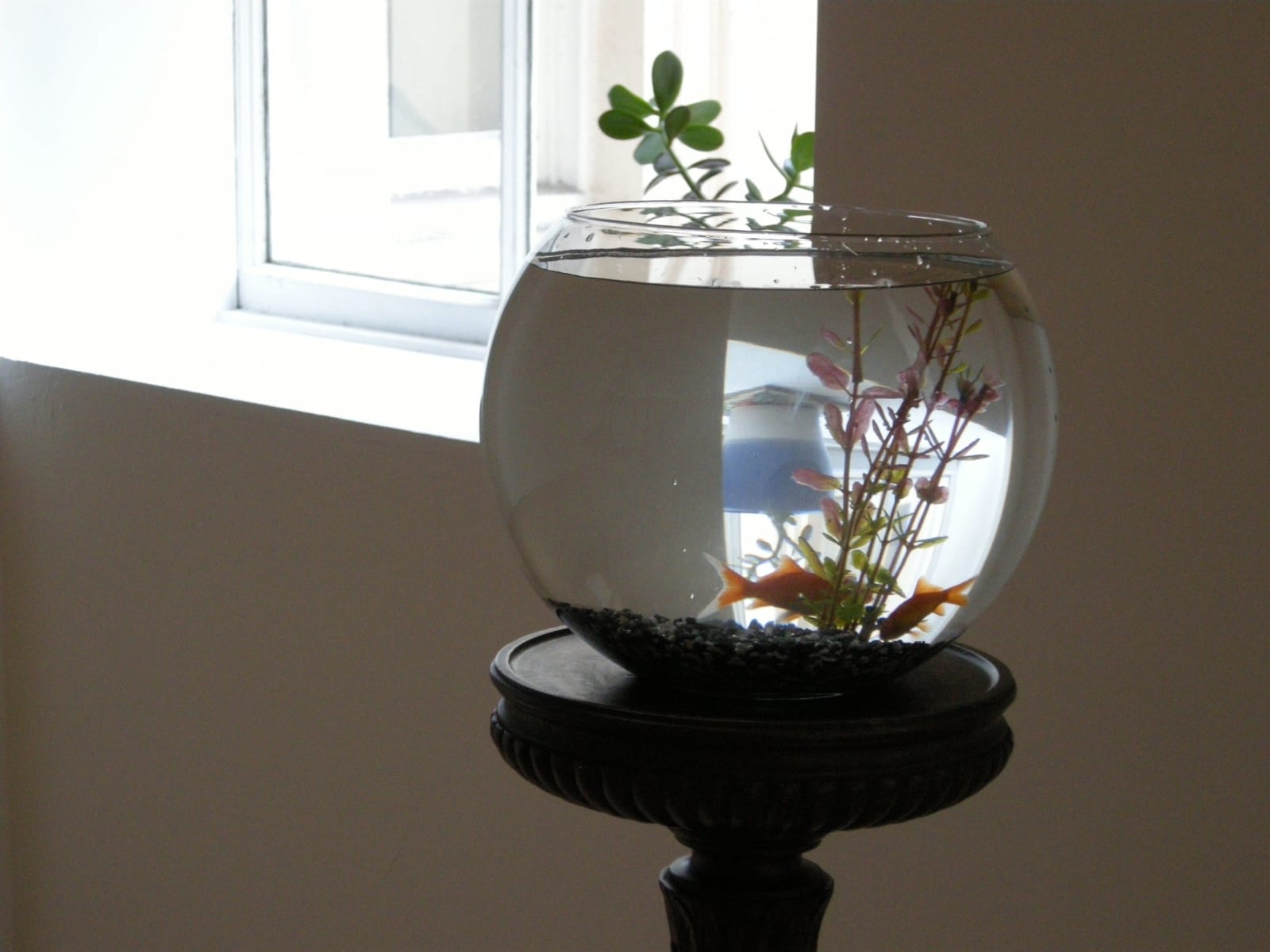 Juliette Blightman, 'Please Water the Plant and Feed the Fish' at Institute of Contemporary Arts, London, 2008