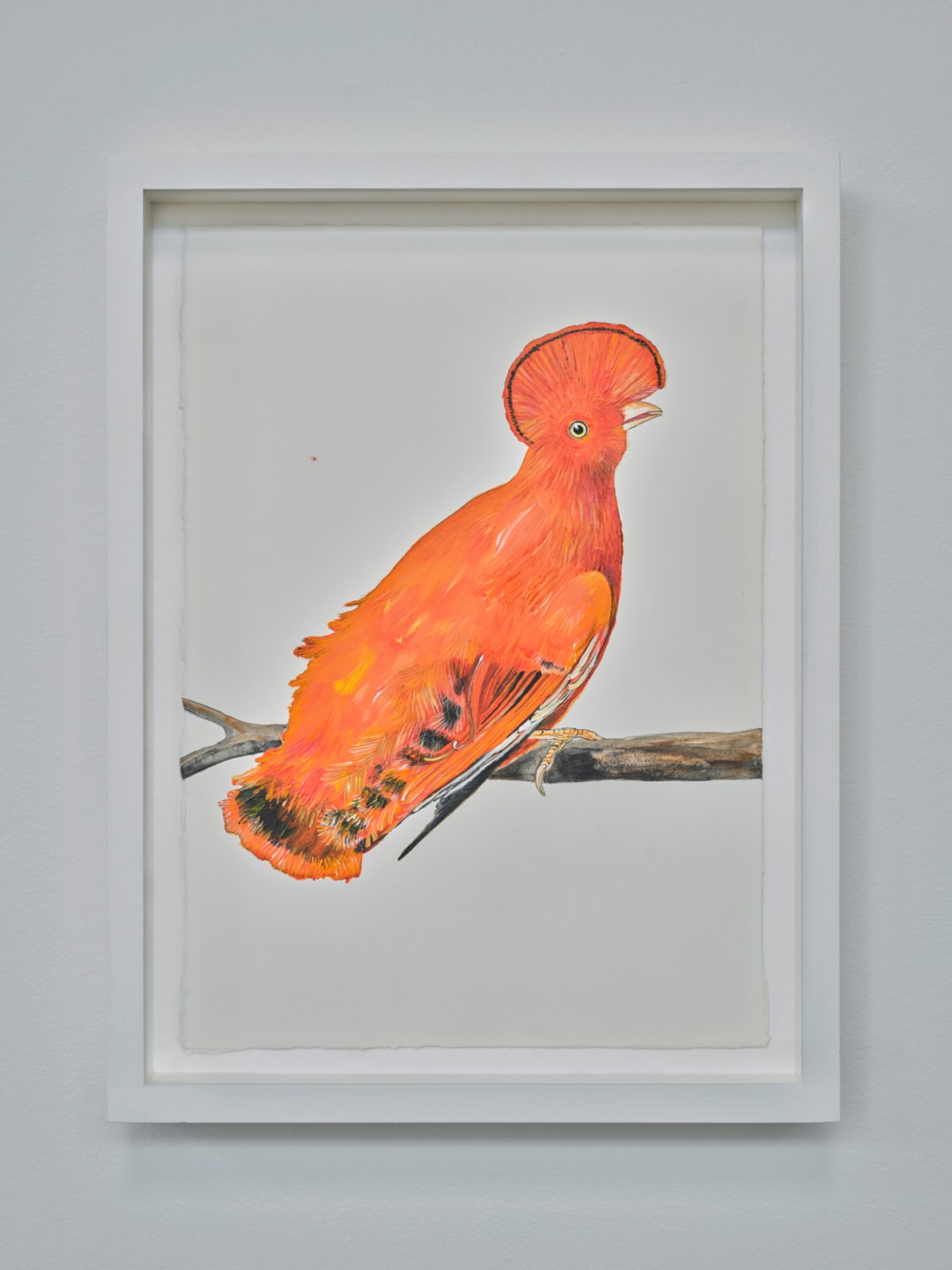 Sutapa Biswas, Le Coq de Roche - Cock of the rock (Rupicola rupicola, 2024