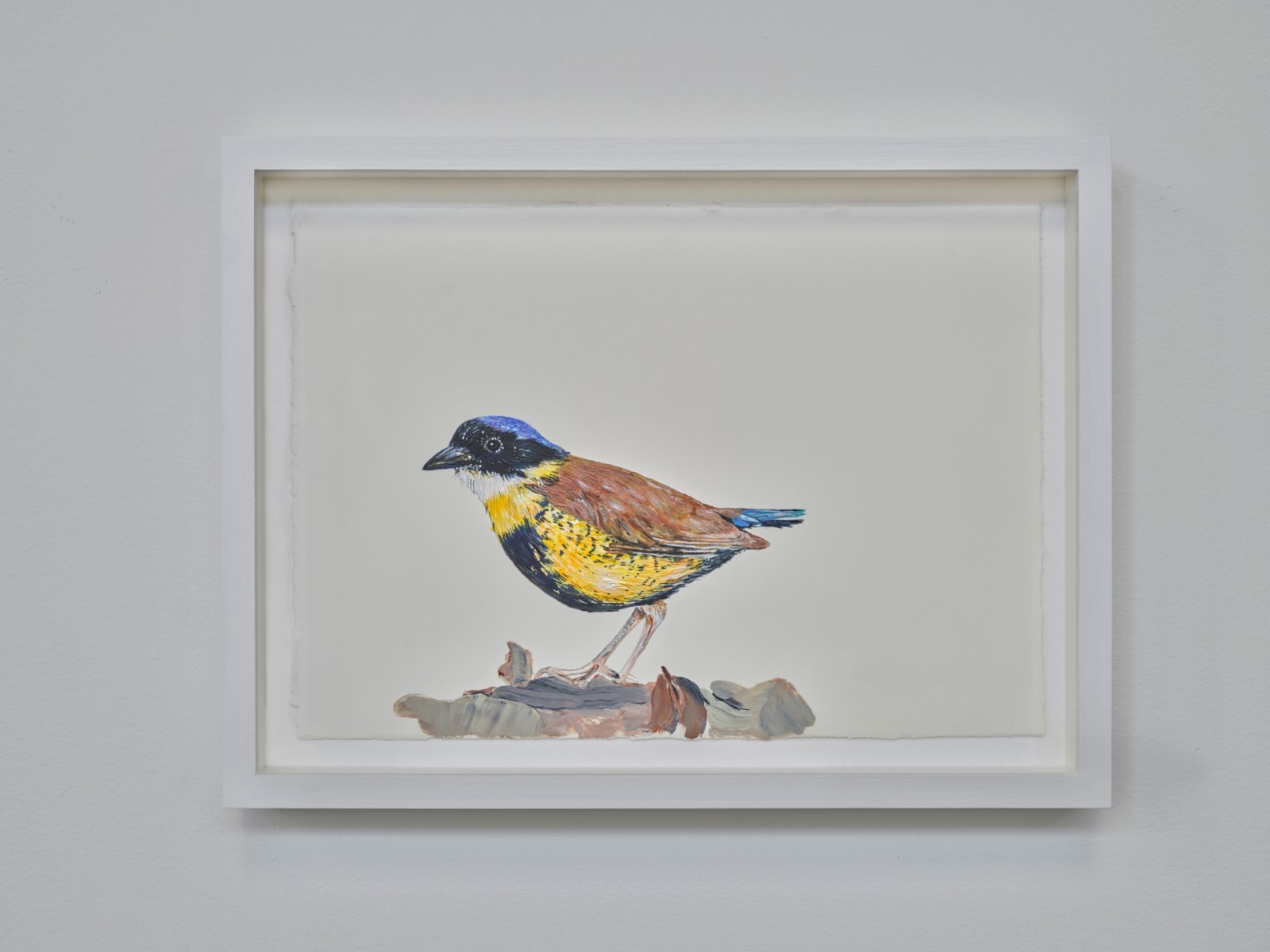 Sutapa Biswas, Gurney's Pitta, 2024