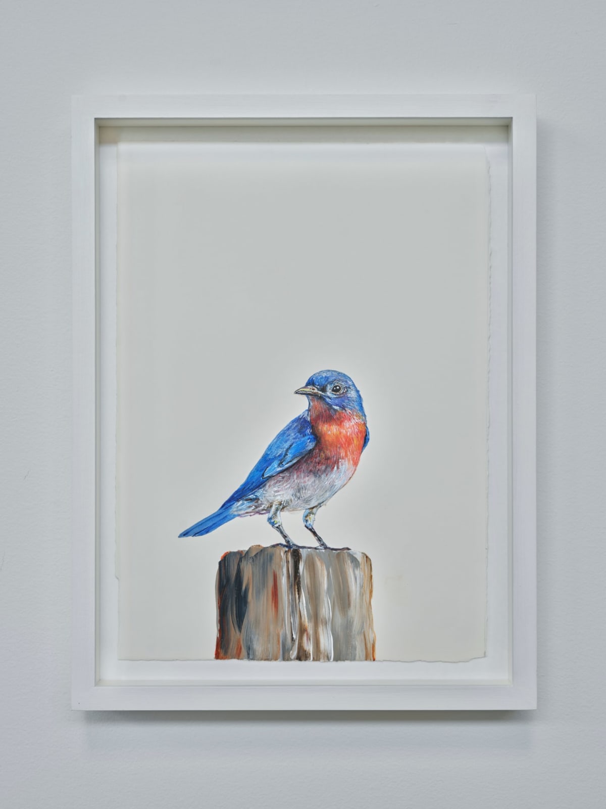 Sutapa Biswas, Eastern Bluebird, 2024
