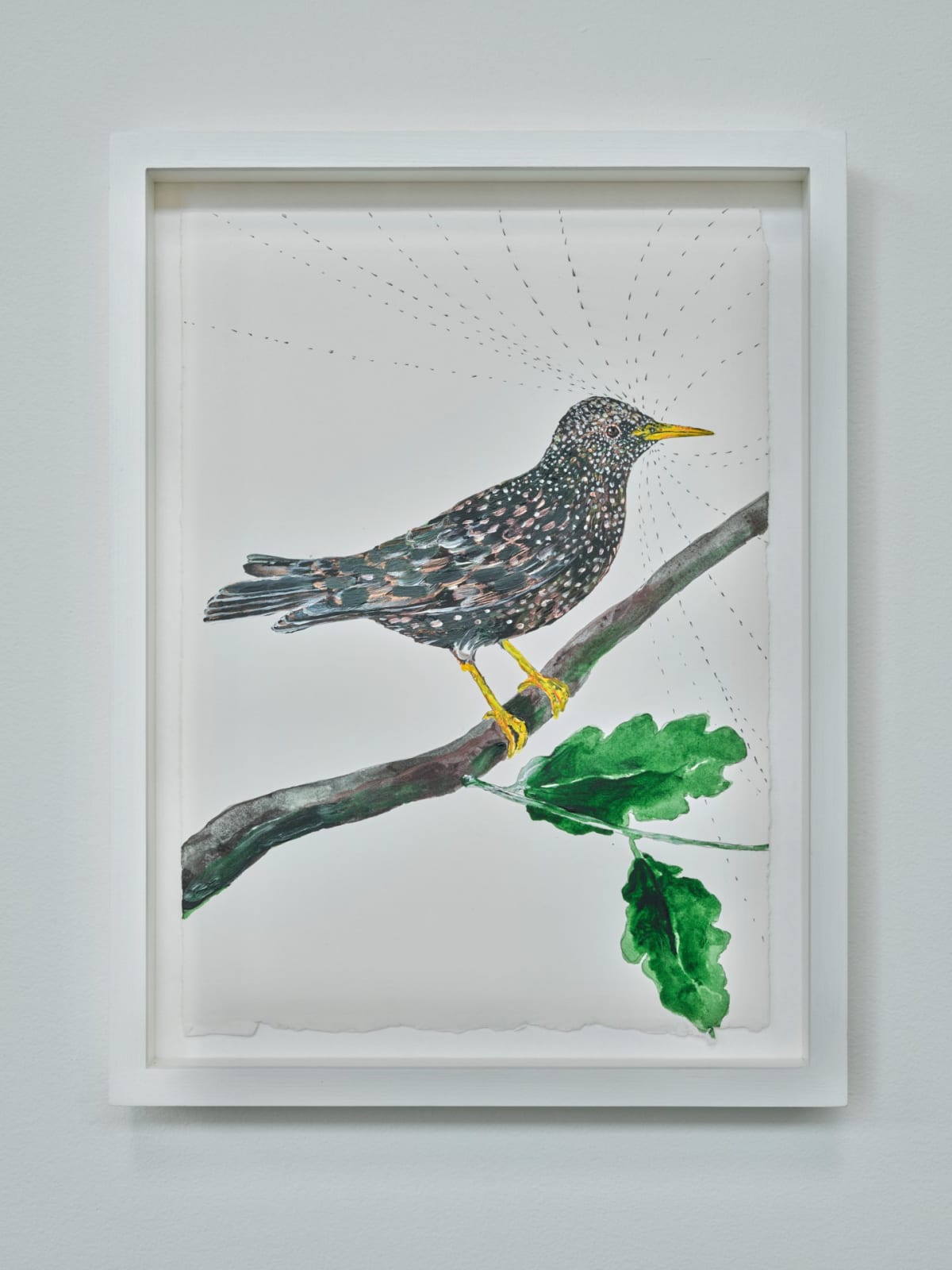 Sutapa Biswas, The European Starling - Sturnus vulgaris, 2024