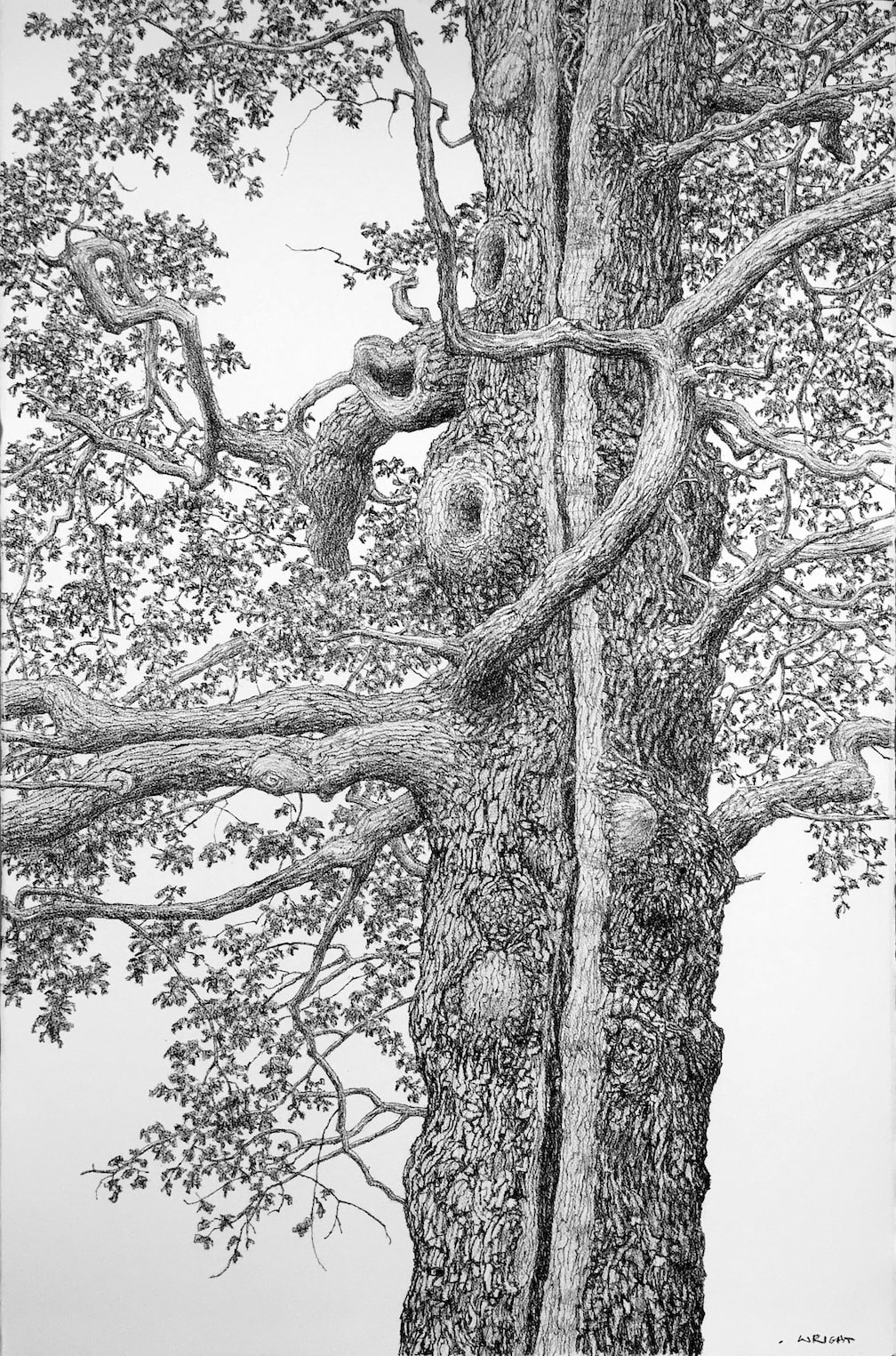 Roy Wright British artist and draughtsman's highly detailed vital image of natural forms and cityscapes in charcoal black and white tree