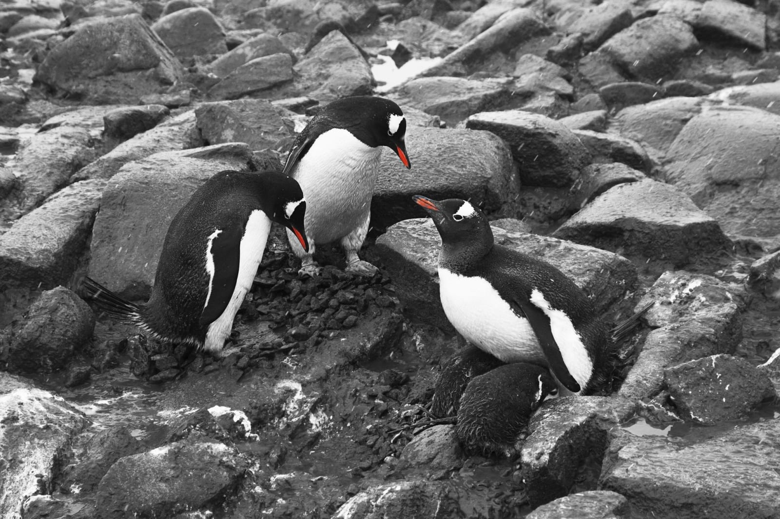 Garlinda Birkbeck, Chick Envy, 2012