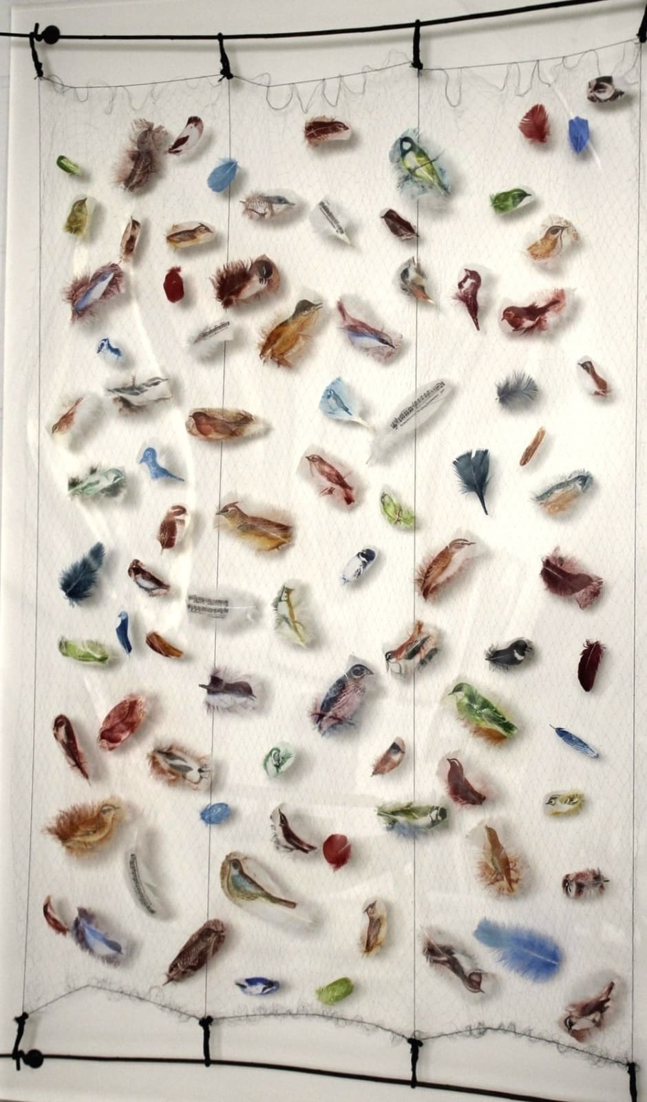 Rebecca Jewell, Song Birds Mist Net, 2014