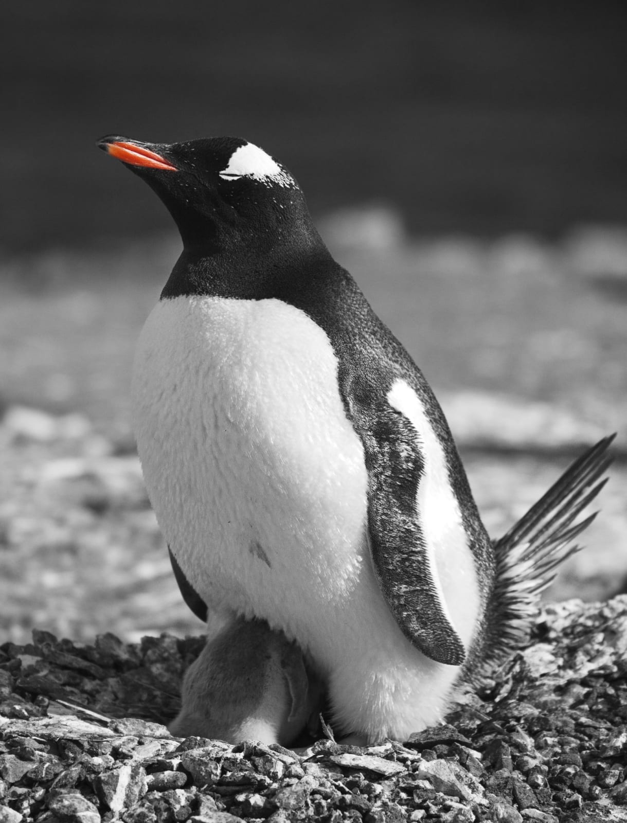 Garlinda Birkbeck, Contentment, 2012