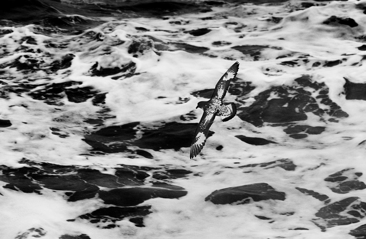 Garlinda Birkbeck, Pintado, Drake Passage, 2012